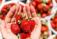 berry-bliss:-your-guide-to-the-best-u-pick-strawberry-farms!